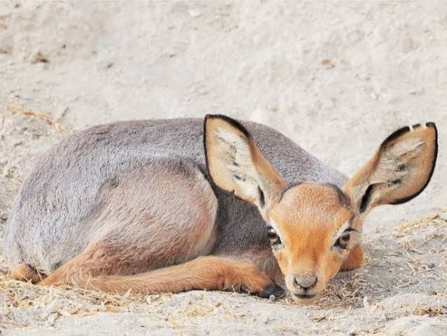 Djibouti Wildlife & Nature Tour - Gallery 1