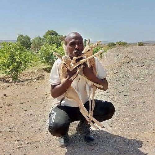 Djibouti Wildlife & Nature Tour - Gallery 2
