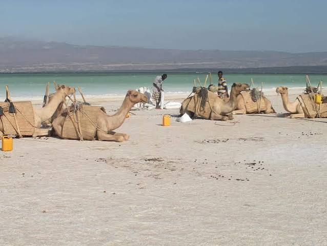 Djibouti Wildlife & Nature Tour - Gallery 3
