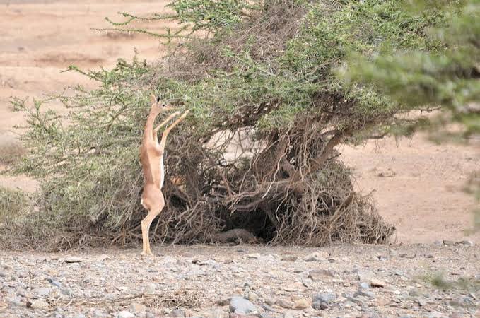 Djibouti Wildlife & Nature Tour - Gallery 4