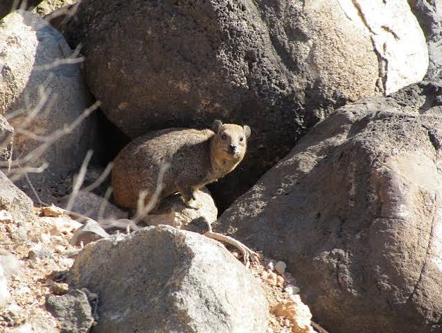 Djibouti Wildlife & Nature Tour
